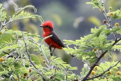 Vermilion Flycatcher