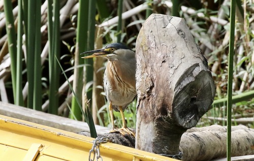 iNaturalist image