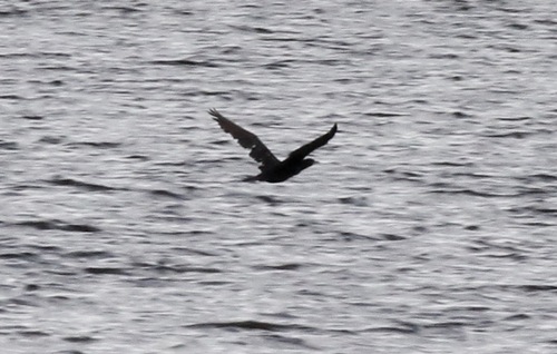 Neotropic Cormorant