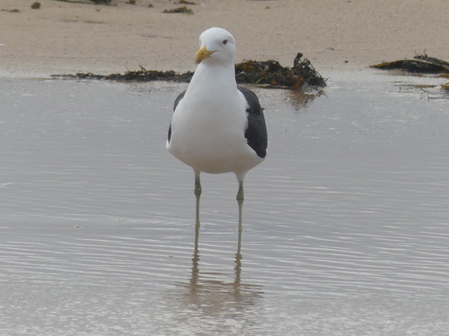 iNaturalist image
