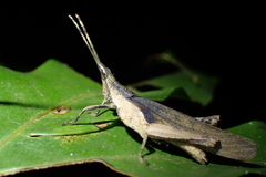 Desmoptera truncatipennis