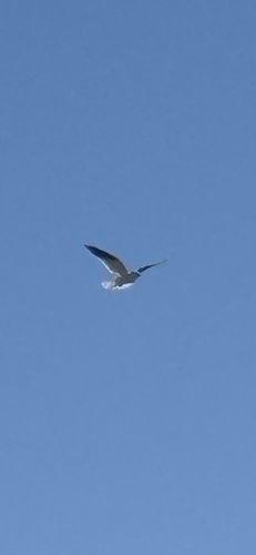 Black-shouldered Kite