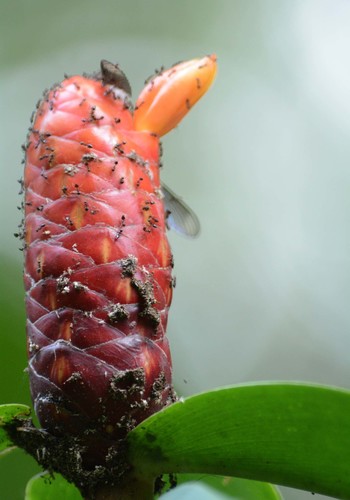 Costus scaber Ruiz & Pav.