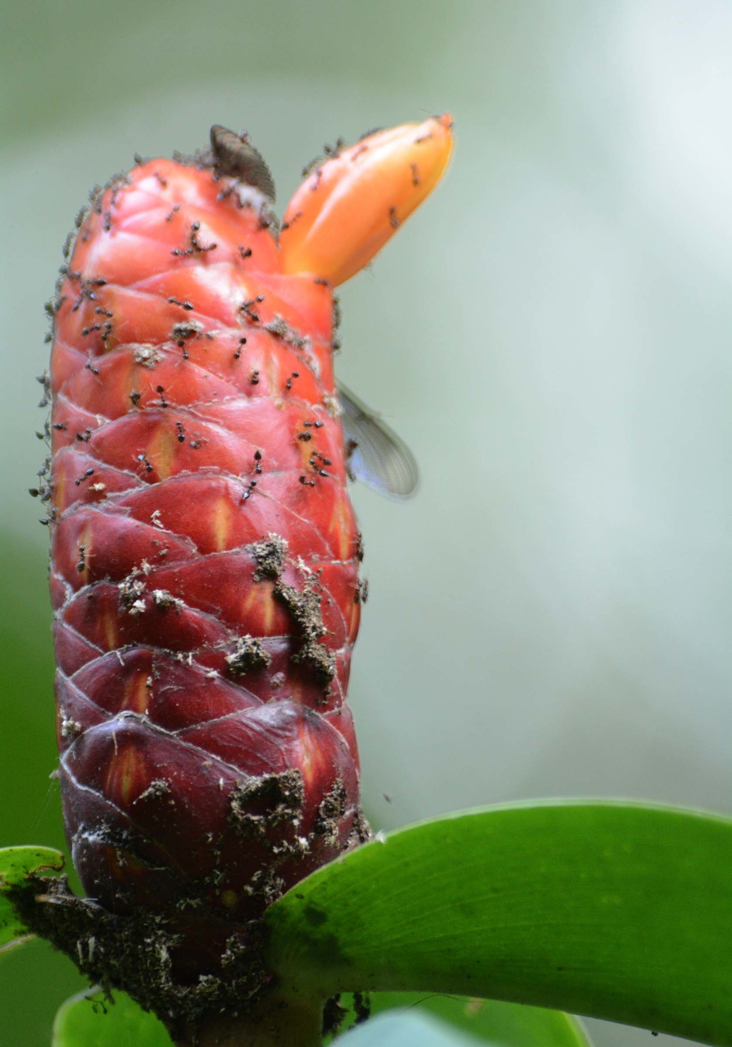 Costus scaber