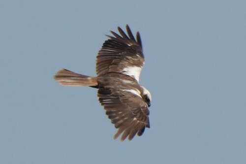 iNaturalist image