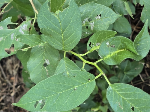 Osage-orange