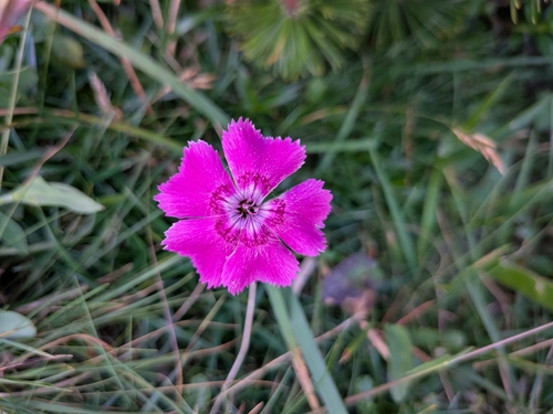 Dianthus alpinus, photograph 3