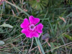 author not stated, no rights reserved Dianthus alpinus, photograph author not stated, no rights reserved