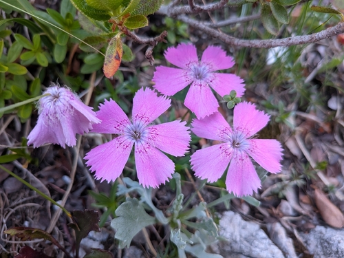 Dianthus alpinus, photograph 2