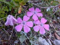 author not stated, no rights reserved Dianthus alpinus, photograph author not stated, no rights reserved