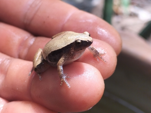 Dark-sided Chorus Frog