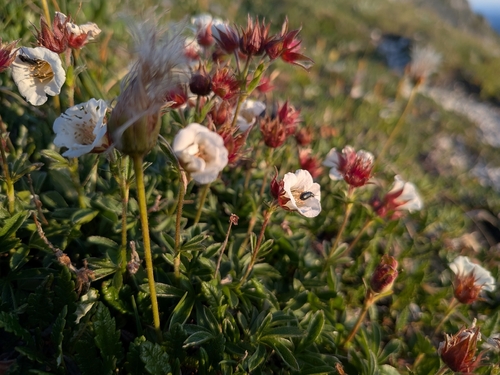 Potentilla clusiana, photograph 4