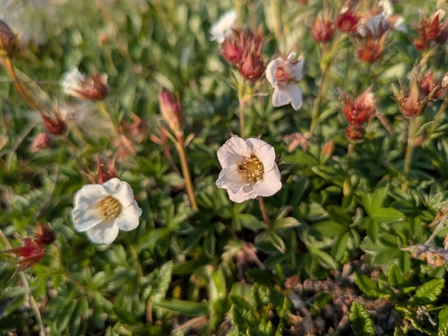 Potentilla clusiana, photograph 5