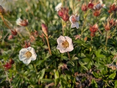 Potentilla clusiana, photograph author not stated, no rights reserved