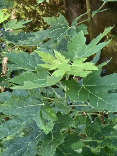 silver maple
