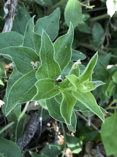 Hill Country silverbush (Argythamnia aphoroides)