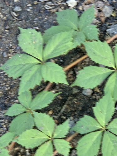 Virginia creeper