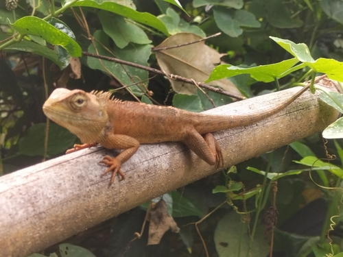 Thai Garden Lizard