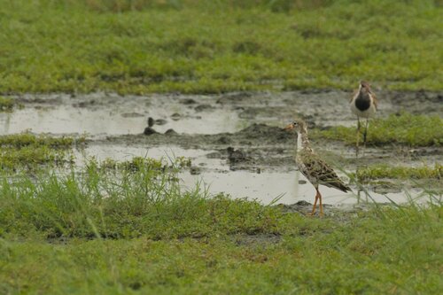 iNaturalist: (c) Neelakantan K.K., some rights reserved (CC BY-NC), uploaded by Neelakantan K.K. iNaturalist image
