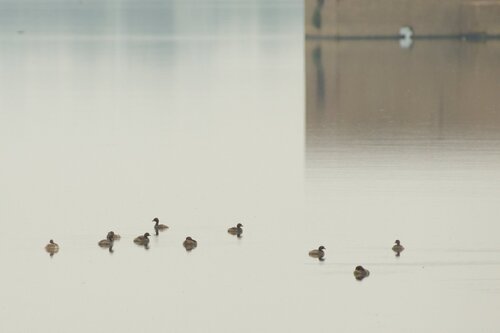 iNaturalist image