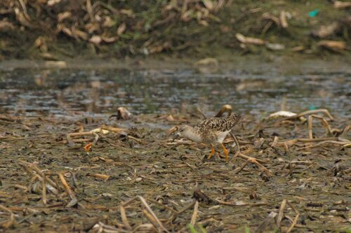 iNaturalist image