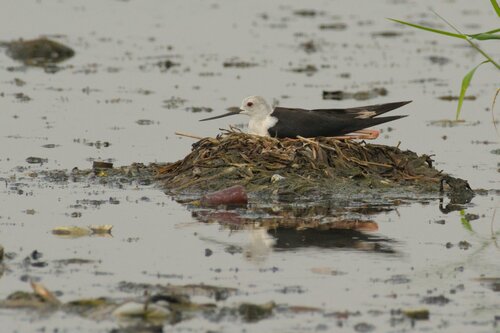 iNaturalist: (c) Neelakantan K.K., some rights reserved (CC BY-NC), uploaded by Neelakantan K.K. iNaturalist image