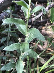 Ditaxis aphoroides