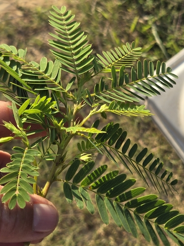 partridge pea