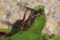 Aphoebantus transitus