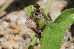 Aphoebantus transitus