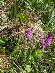 Polygala comosa