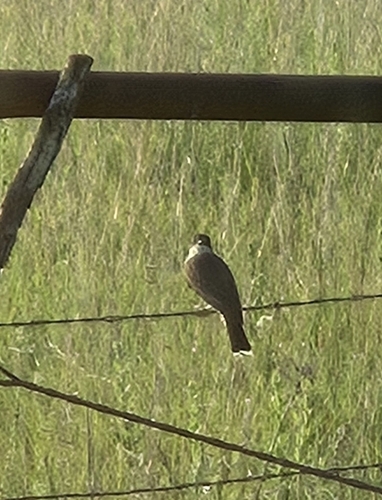 Eastern Kingbird