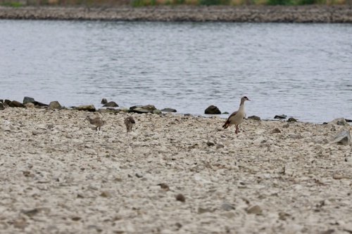 iNaturalist image