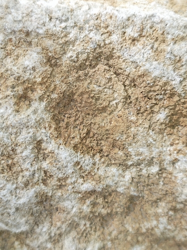 brown cobblestone lichen