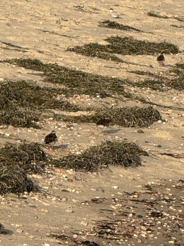 iNaturalist image