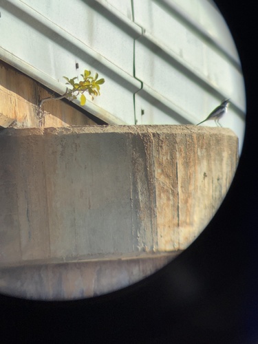 iNaturalist image