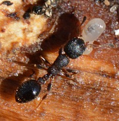 Leptothorax canadensis