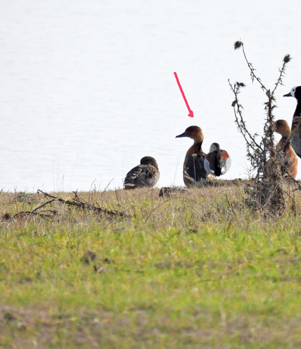 iNaturalist: (c) Hugo, some rights reserved (CC BY-NC), uploaded by Hugo iNaturalist image