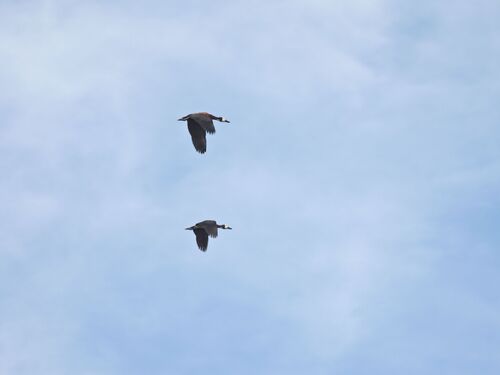 iNaturalist image