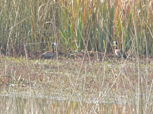 iNaturalist image