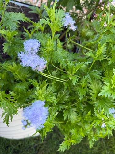Palmleaf Mistflower