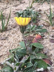 Pilosella officinarum