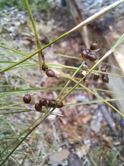 (c) Amelie Jorns, some rights reserved (CC BY) Carex alba, photograph (c) Amelie Jorns, some rights reserved (CC BY)