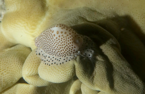 Calpurnus verrucosus observed 2026-07-20