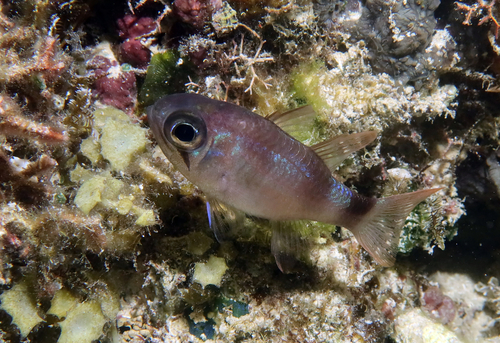 Nectamia bandanensis observed 2026-07-20