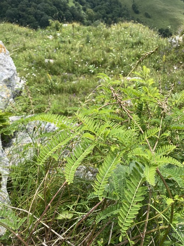 Astragalus falcatus, photograph 2