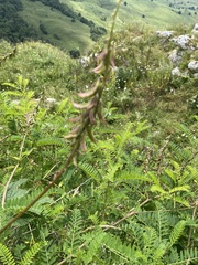 Astragalus falcatus, photograph (c) Илья Руденко, some rights reserved (CC BY)