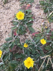 Pilosella officinarum