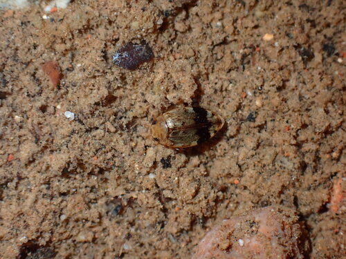 Laccophilus fasciatus rufus