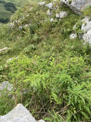 Astragalus falcatus, photograph (c) Илья Руденко, some rights reserved (CC BY)